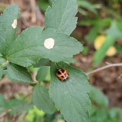 Harmonia axyridis