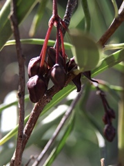 Vincetoxicum lineare