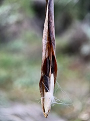 Vincetoxicum lineare