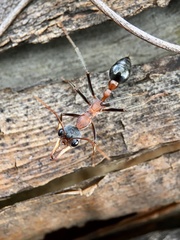 Myrmecia fuscipes