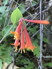 Lonicera arizonica