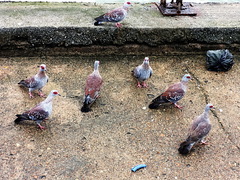 Columba guinea