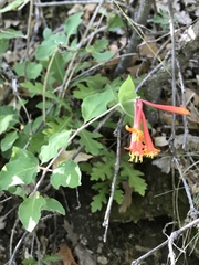 Lonicera arizonica