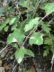 Lonicera arizonica