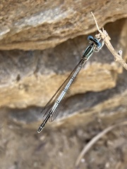 Platycnemis pennipes