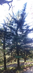 Araucaria