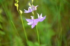 Calopogon tuberosus tuberosus