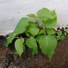 Ficus rumphii