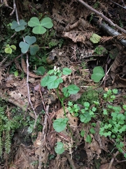Cardamine breweri