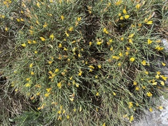 Genista lobelii