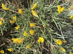 Genista lobelii