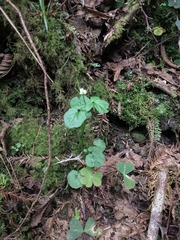 Cardamine breweri