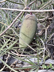 Leichhardtia australis
