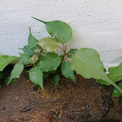 Ficus religiosa