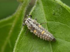 Adalia decempunctata