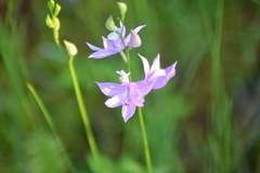 Calopogon tuberosus tuberosus