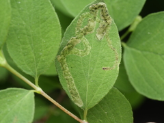 Aulagromyza cornigera