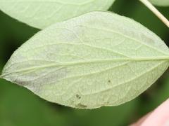 Aulagromyza cornigera