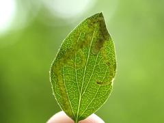 Aulagromyza cornigera