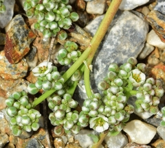 Corrigiola telephiifolia