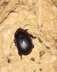 Ablattaria laevigata