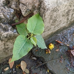 Ficus rumphii