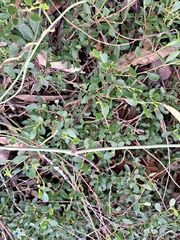 Dodonaea bursariifolia