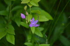 Calopogon tuberosus tuberosus