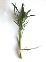 Armoracia sisymbrioides