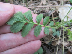 Potentilla longifolia