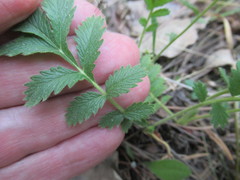 Potentilla longifolia
