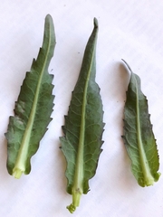 Armoracia sisymbrioides