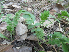 Potentilla longifolia