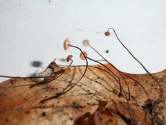 Marasmius hudsonii