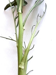Armoracia sisymbrioides