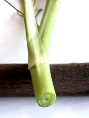 Armoracia sisymbrioides