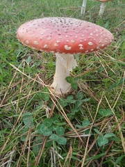 Amanita muscaria