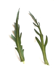 Armoracia sisymbrioides