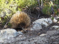 Tachyglossus aculeatus multiaculeatus
