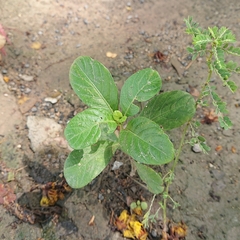 Ruellia tuberosa
