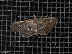 Diathrausta