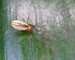 Mesida argentiopunctata