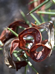 Acacia colletioides