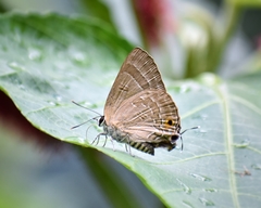 Deudorix epijarbas