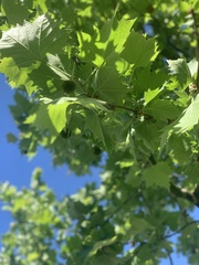 Platanus