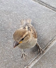 Passer domesticus