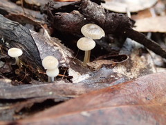 Roridomyces austrororidus