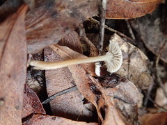 Roridomyces austrororidus