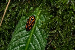 Hemitriecphora variabilis