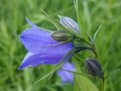 Campanula rhomboidalis